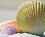 Una conchiglia in mezzo alla sabbia (© pixabay.com).