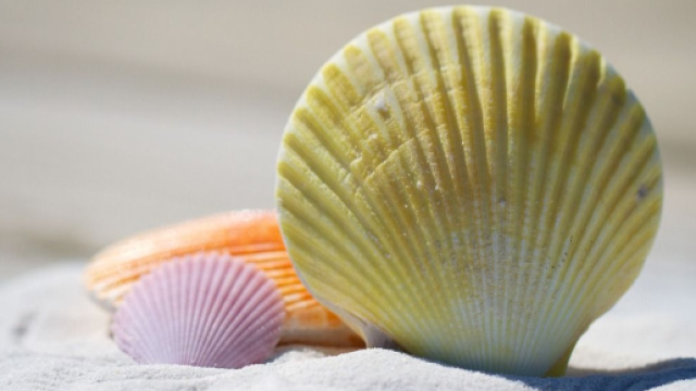 Una conchiglia in mezzo alla sabbia (© pixabay.com).