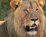 In foto un Leone rilassato © Pixabay.
