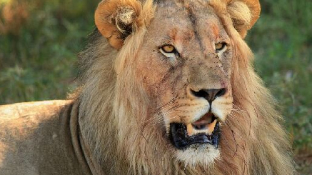 In foto un Leone rilassato © Pixabay.