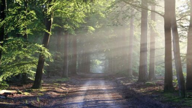 Un viale di alberi (©pixabay.com)