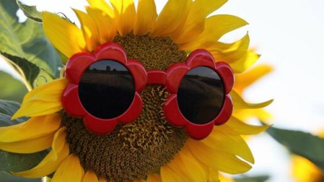 Girasole con occhiali da sole rossi a forma di fiore © Pixabay.