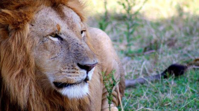 Un Leone in mezzo alla natura © Pixabay.