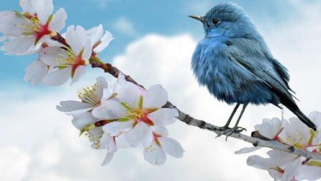 Un uccellino poggiato su un ramo in fiore (©pixabay.com)