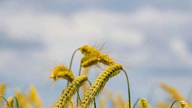 Delle spighe di grano – © Pexels.
