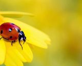 Coccinella su fiore giallo © Pixabay