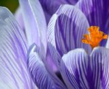 Alcuni fiori colorati © Pixabay