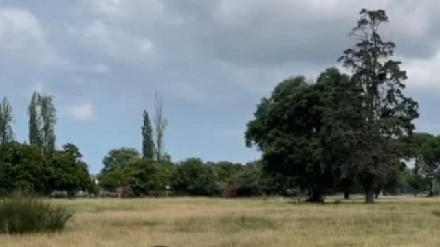 Campo erboso in primo piano con alberi sullo sfondo – © Flavia Castellini.