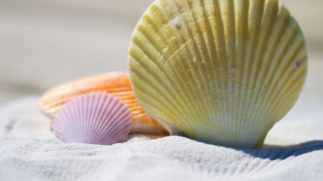 Una conchiglia sulla sabbia (© pixabay.com).