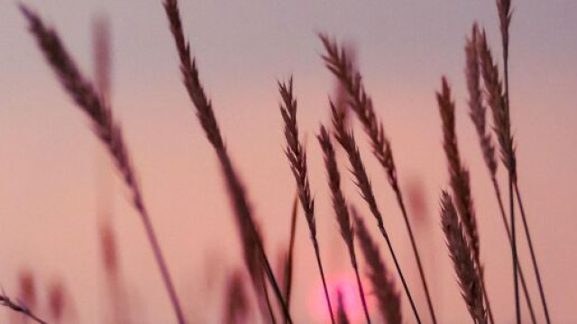 Spighe di grano al tramonto © Pixabay