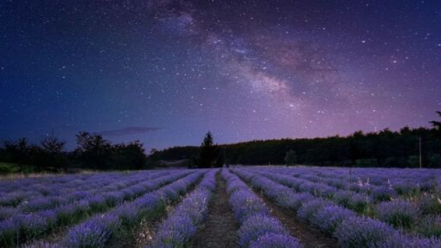 Cielo stellato su campi di lavanda © pixabay