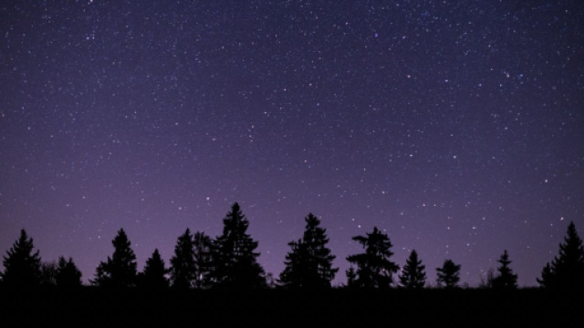 Cielo stellato su un bosco di alberi © Pixabay