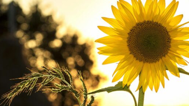 Girasole in primo primo piano- © Pexels