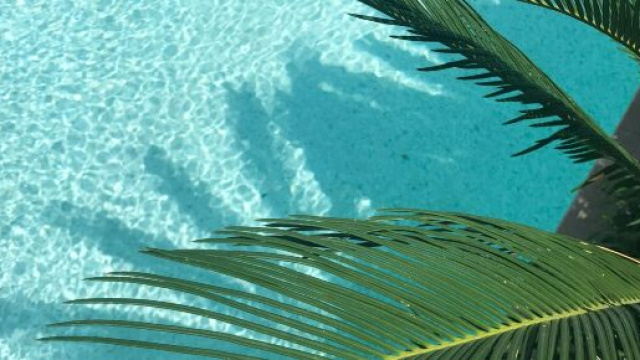 Palme vicino all'acqua © Pexels