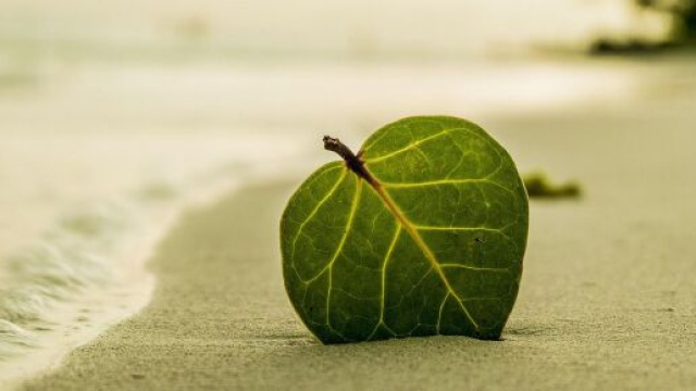 Una foglia verde su una spiaggia © Pixabay