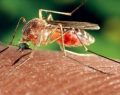 Virus West Nile in Italia: nel 2025 cinque casi, quattro con sintomi gravi e un decesso