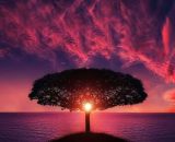 Albero al tramonto (© pixabay.com).