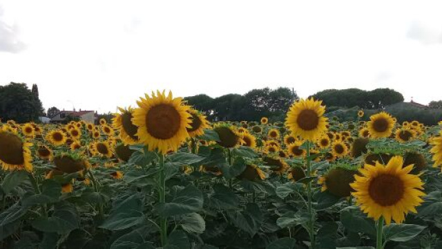Un campo di girasoli &copy; Patrizia La Gagge