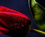Una rosa di colore rosso (©pixabay)