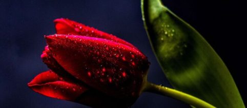 L'oroscopo del giorno lunedì 4 agosto: Gemelli diretti con il partner, nel bene e nel male