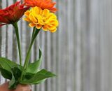 Ragazzo che tiene un mazzo di fiori (©pixabay)