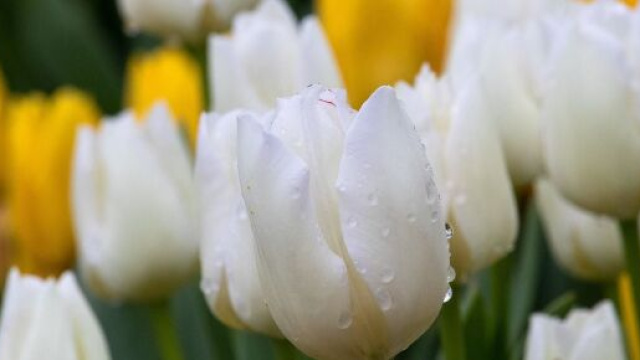 Dei tulipani colorati (© pixabay.com).