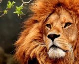 Un maestoso leone berbero nel suo habitat naturale – © Pixabay.