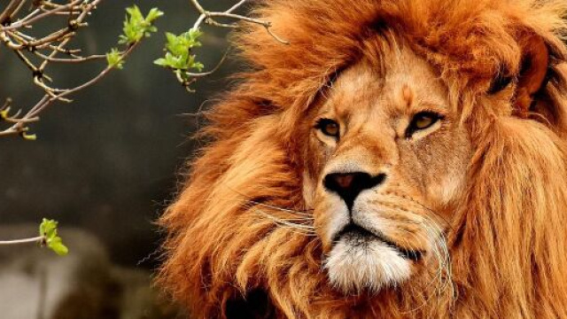 Un maestoso leone berbero nel suo habitat naturale – © Pixabay.
