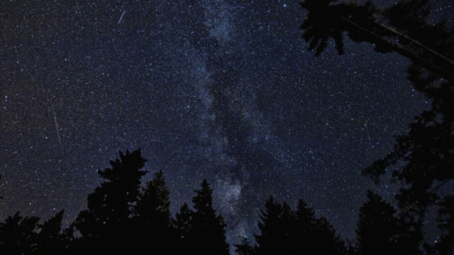 Alberi sotto a un cielo di stelle © Pixabay.com