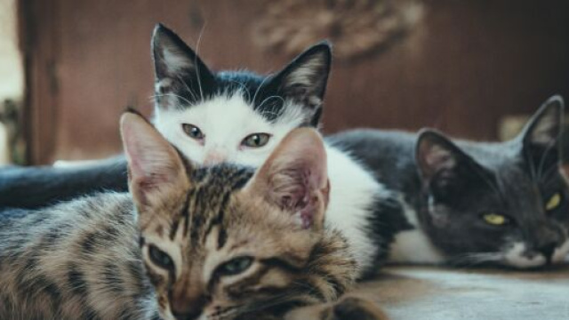In foto tre gatti © Pexels.com