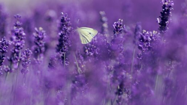 Campo di lavanda dai toni tenui con una farfalla gialla in primo piano © Pixabay.
