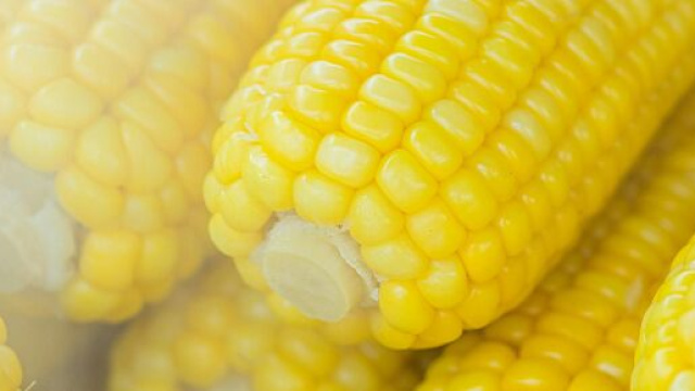 Pannocchie di grano &copy; pexels.com