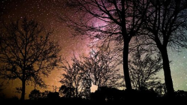 Alberi in ombra sotto a un cielo stellato © pixabay