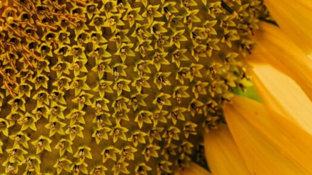 Capolino di un girasole © Pexels.