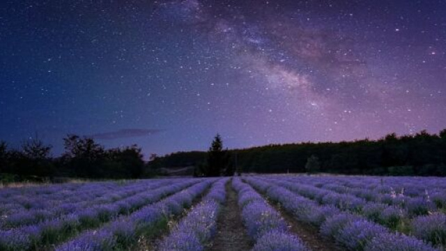 La Via Lattea illumina il cielo notturno sopra un campo di lavanda © Pixabay
