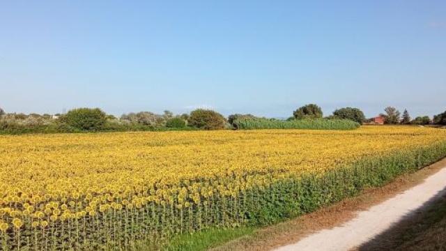 Un campo di girasoli © Patrizia La Gagge