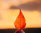 Una foglia appassita (©pixabay.com)