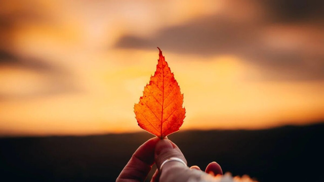 Una foglia appassita (©pixabay.com)