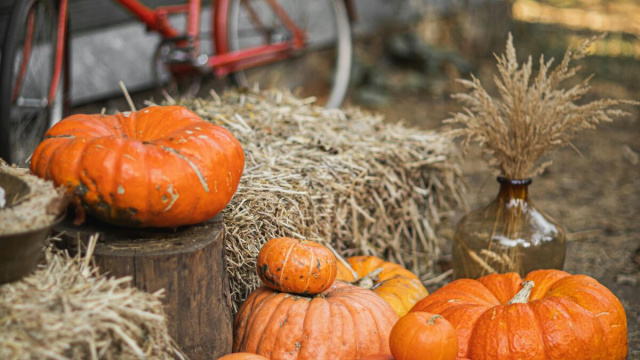 Zucche autunnali, simbolo di stagione e legate alla festa di Halloween – © Pexels.