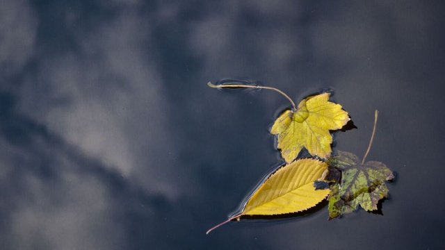 Tre foglie autunnali galleggiano su una superficie d’acqua verde e calma © Pixabay.