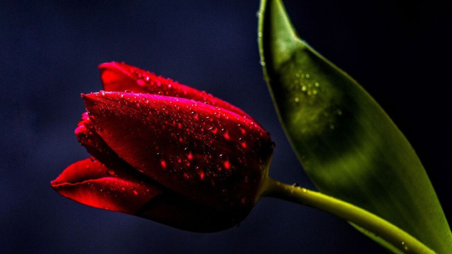 Un fiore bagnato dalla rugiada © Pixabay