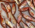 Triglia in agrodolce, una ricetta sontuosa ideale per chi ama il pesce