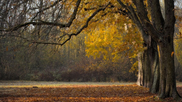Alberi in autunno con foglie colorate – © Pixabay.