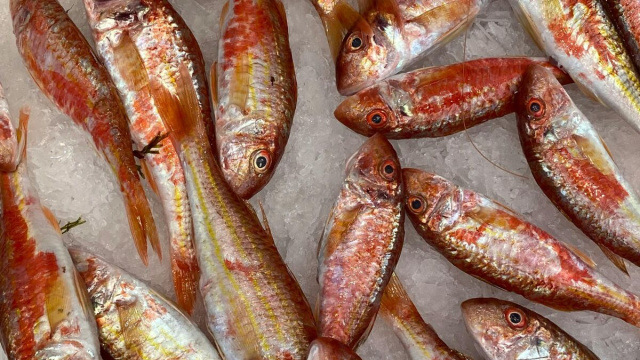 Pesci nel ghiaccio © Foto Pexels.com