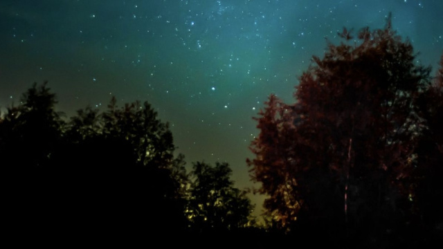 Alberi sotto un cielo stellato - pixabay.com