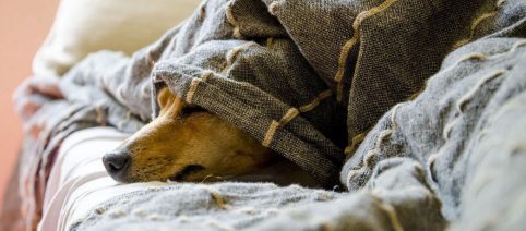 Oroscopo del weekend 17-18 gennaio e classifica: Toro in 12ª posizione