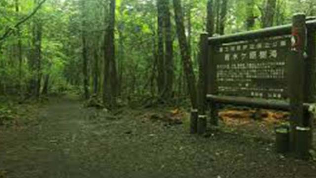 Aokigahara: il video di Paul Logan dalla foresta dei suicidi sconvolge