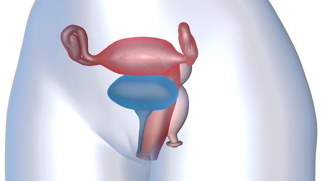 Vagina bionica: l'ultima scoperta tecnologica