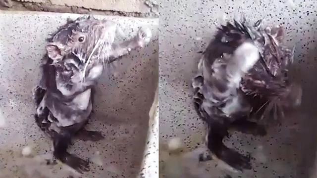 Video virali: il topo che si lava