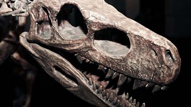 Egitto: dal Sahara i resti del Sacro Graal della paleontologia